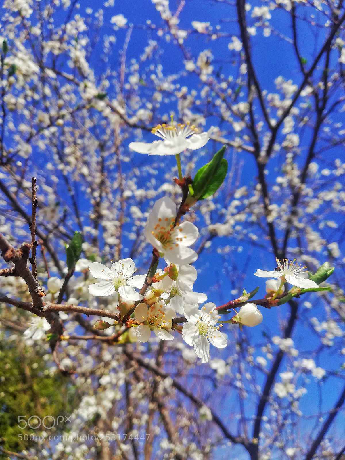 HUAWEI Mate 10 Lite sample photo. Untitled photography