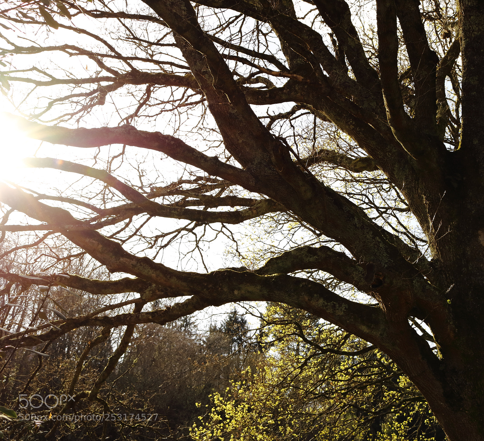 Canon EOS 750D (EOS Rebel T6i / EOS Kiss X8i) sample photo. Meeting between sun and photography