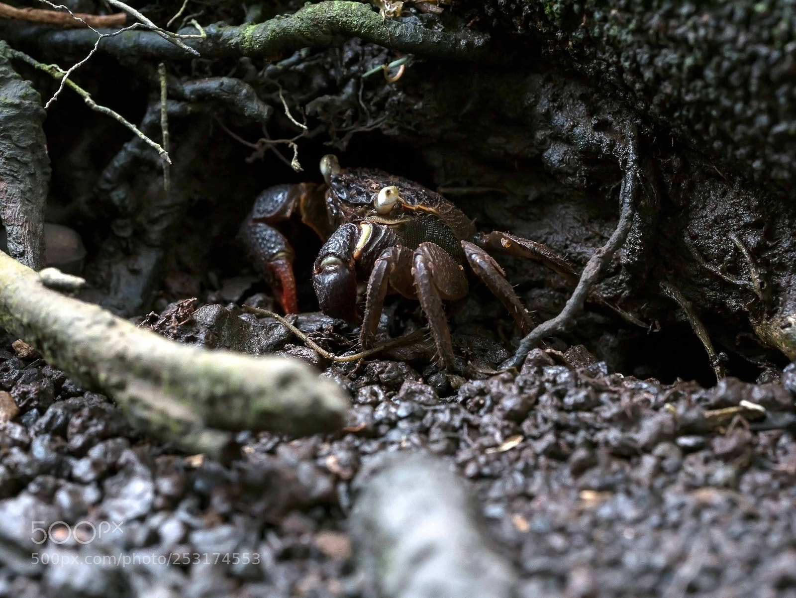 Panasonic Lumix DMC-G85 (Lumix DMC-G80) sample photo. Mr. crab photography