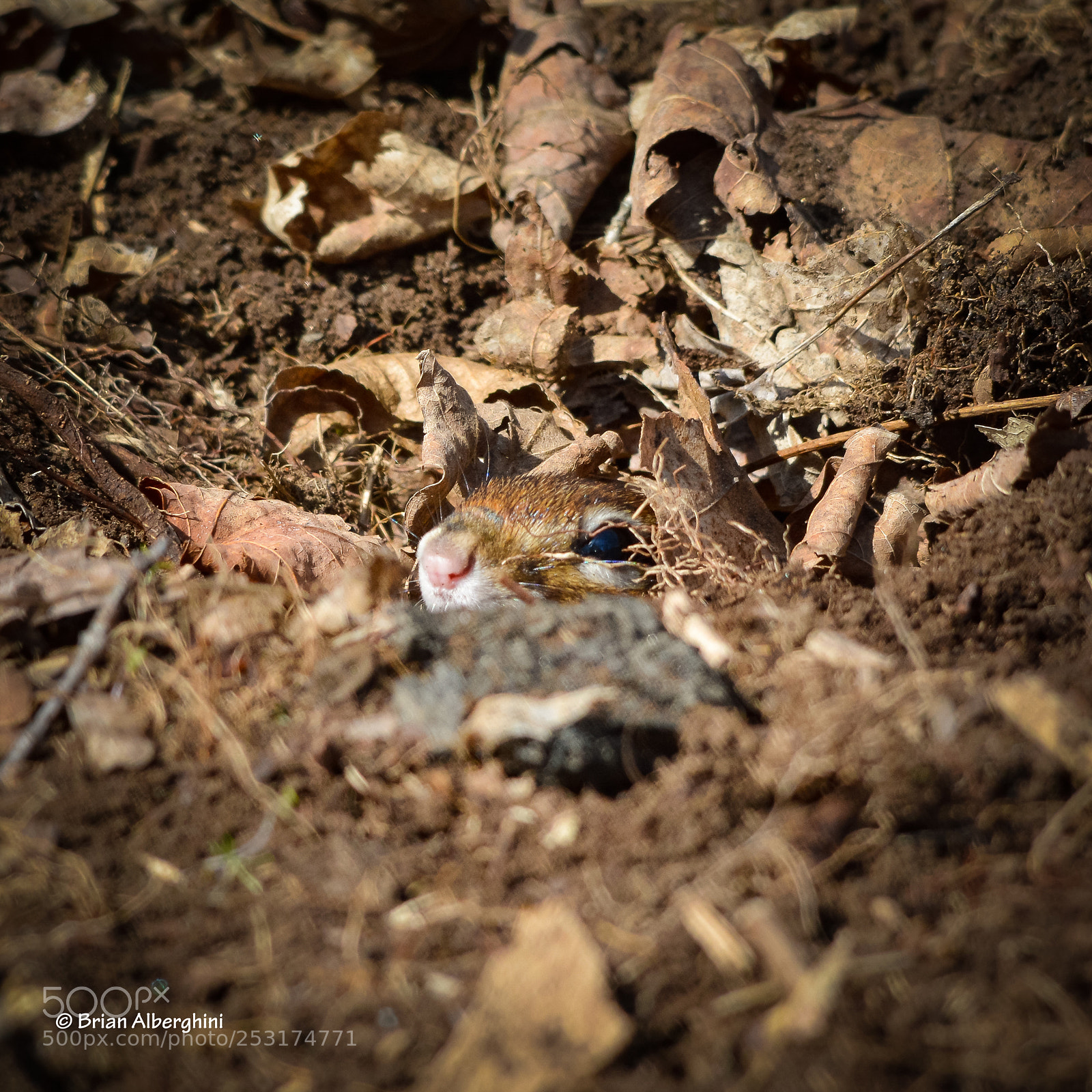Nikon D7100 sample photo. You cant see me photography