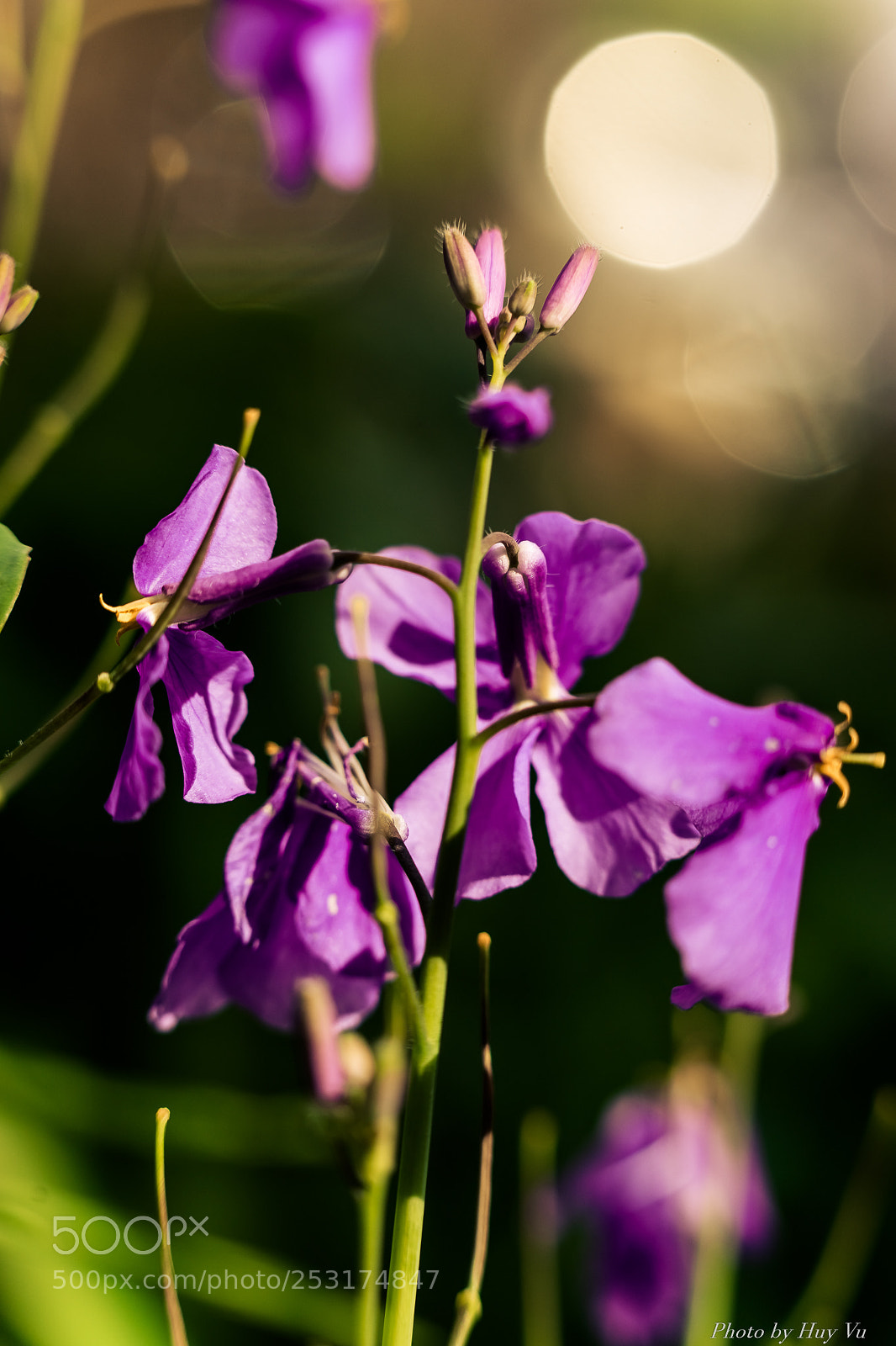 Sony a7 II sample photo. Hoa lá photography