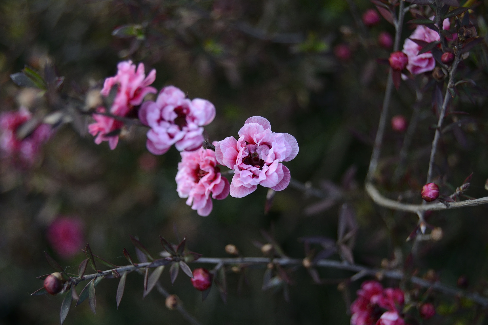 Nikon D3100 sample photo. Flowers photography