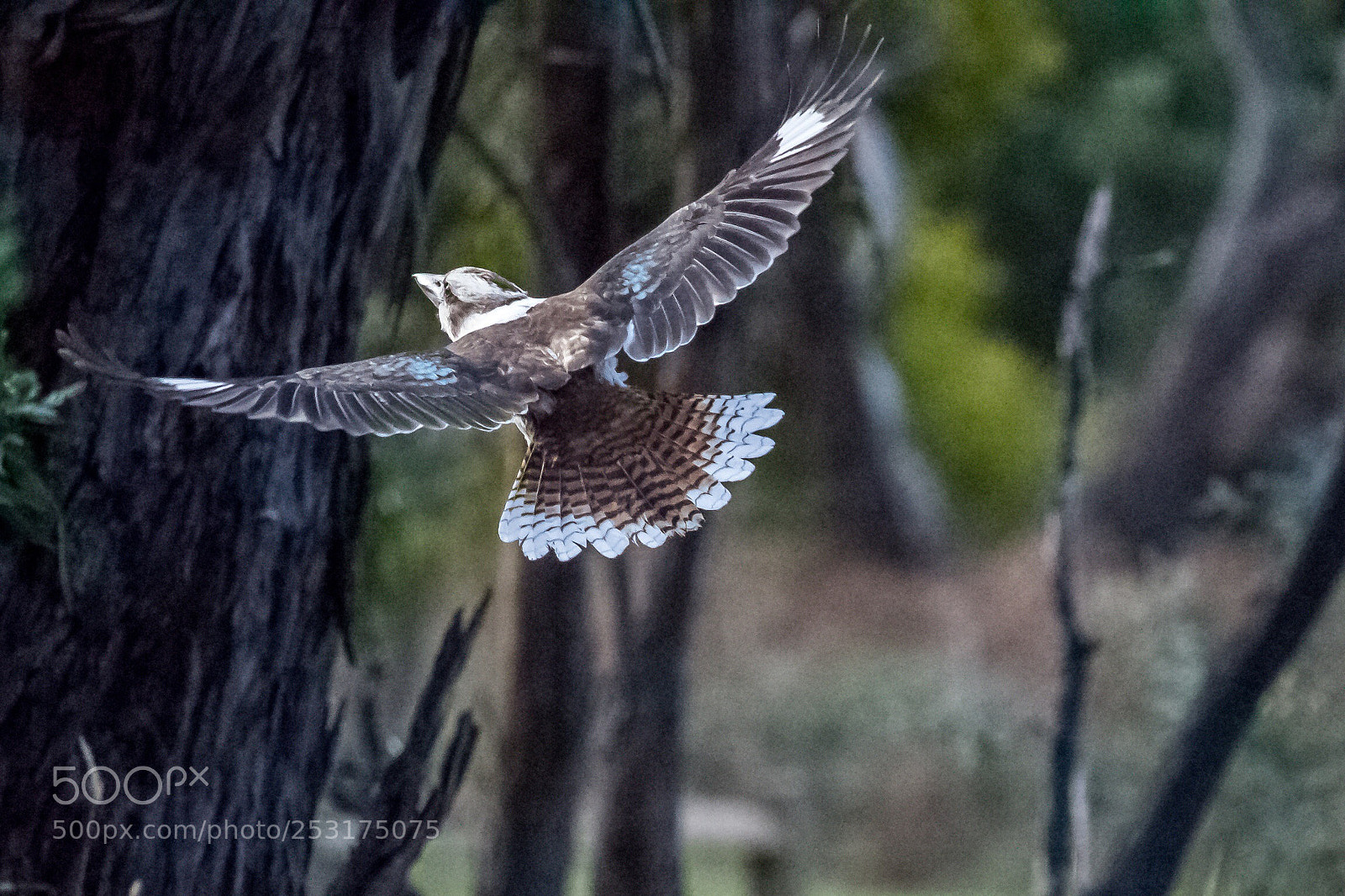 Canon EOS 700D (EOS Rebel T5i / EOS Kiss X7i) sample photo. Kookaburra from down under photography