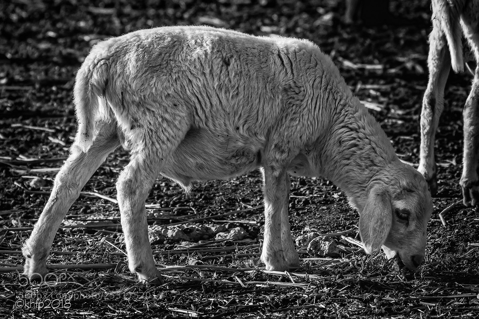 Canon EOS 650D (EOS Rebel T4i / EOS Kiss X6i) sample photo. Little goat photography