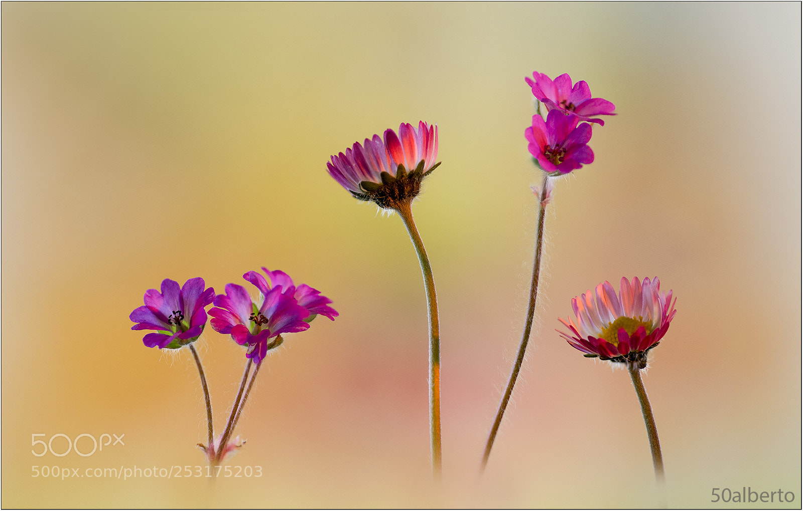 Nikon D610 sample photo. Spring photography