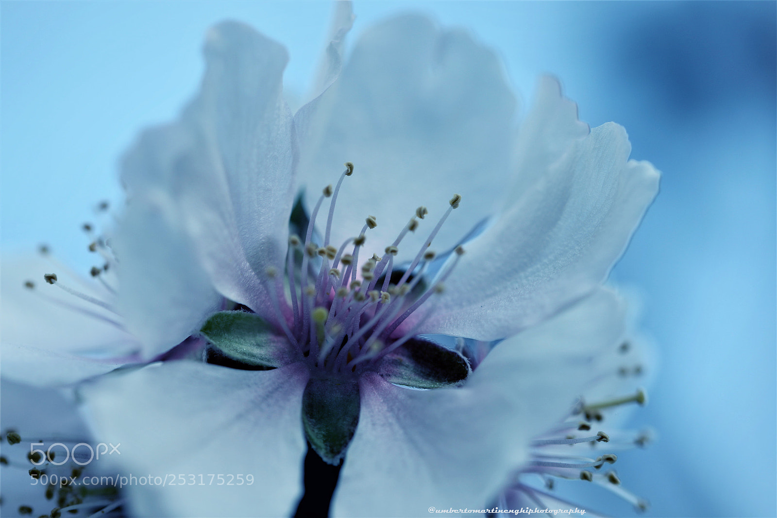 Canon EOS 7D Mark II sample photo. Cherry blossoms photography