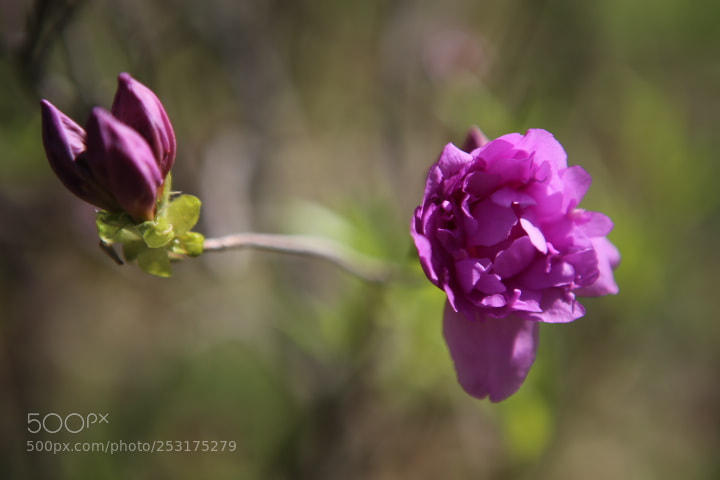 Canon EOS 6D + Canon EF 24-70mm F2.8L USM sample photo. Img photography