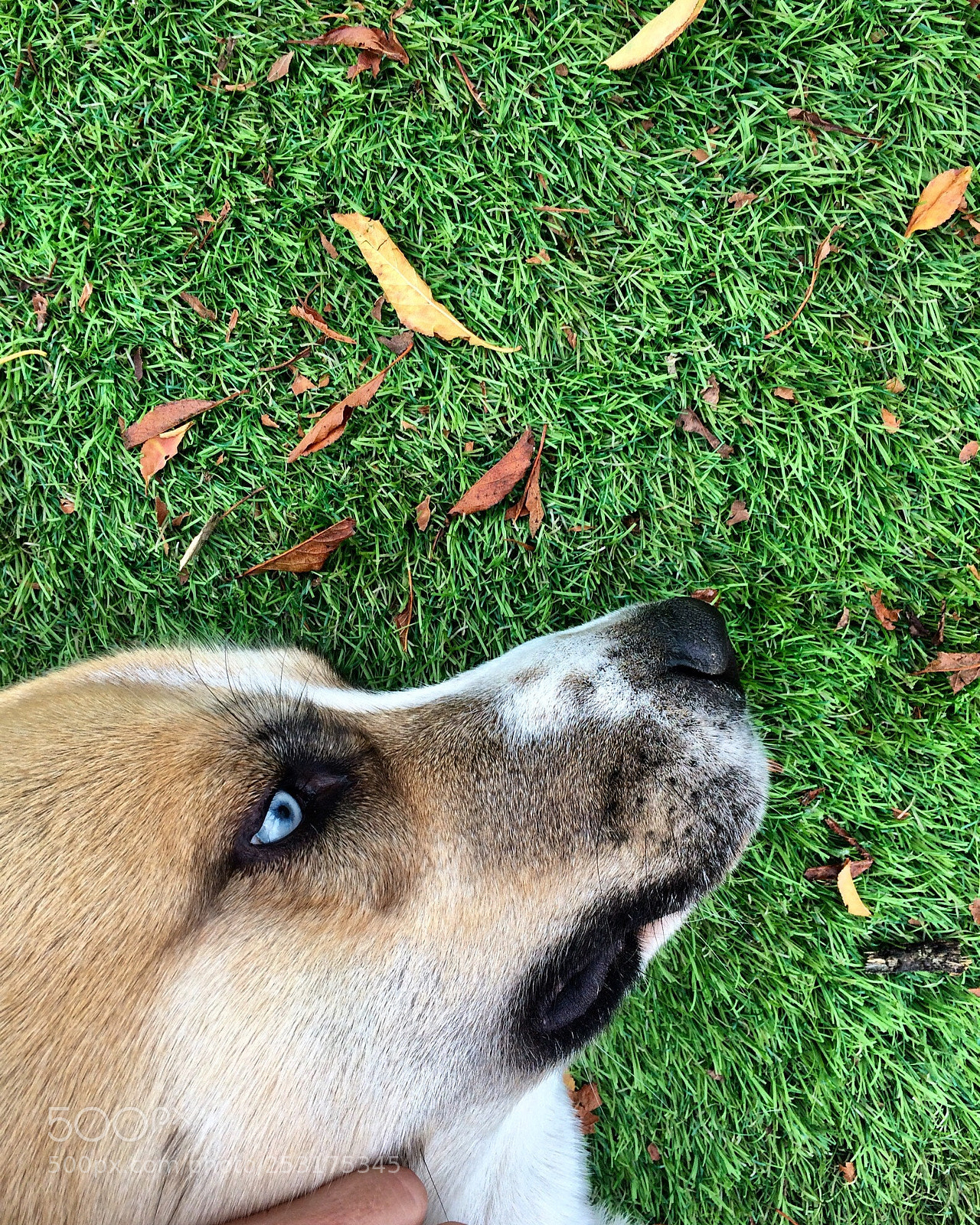 Apple iPhone 5s sample photo. Yuki photography