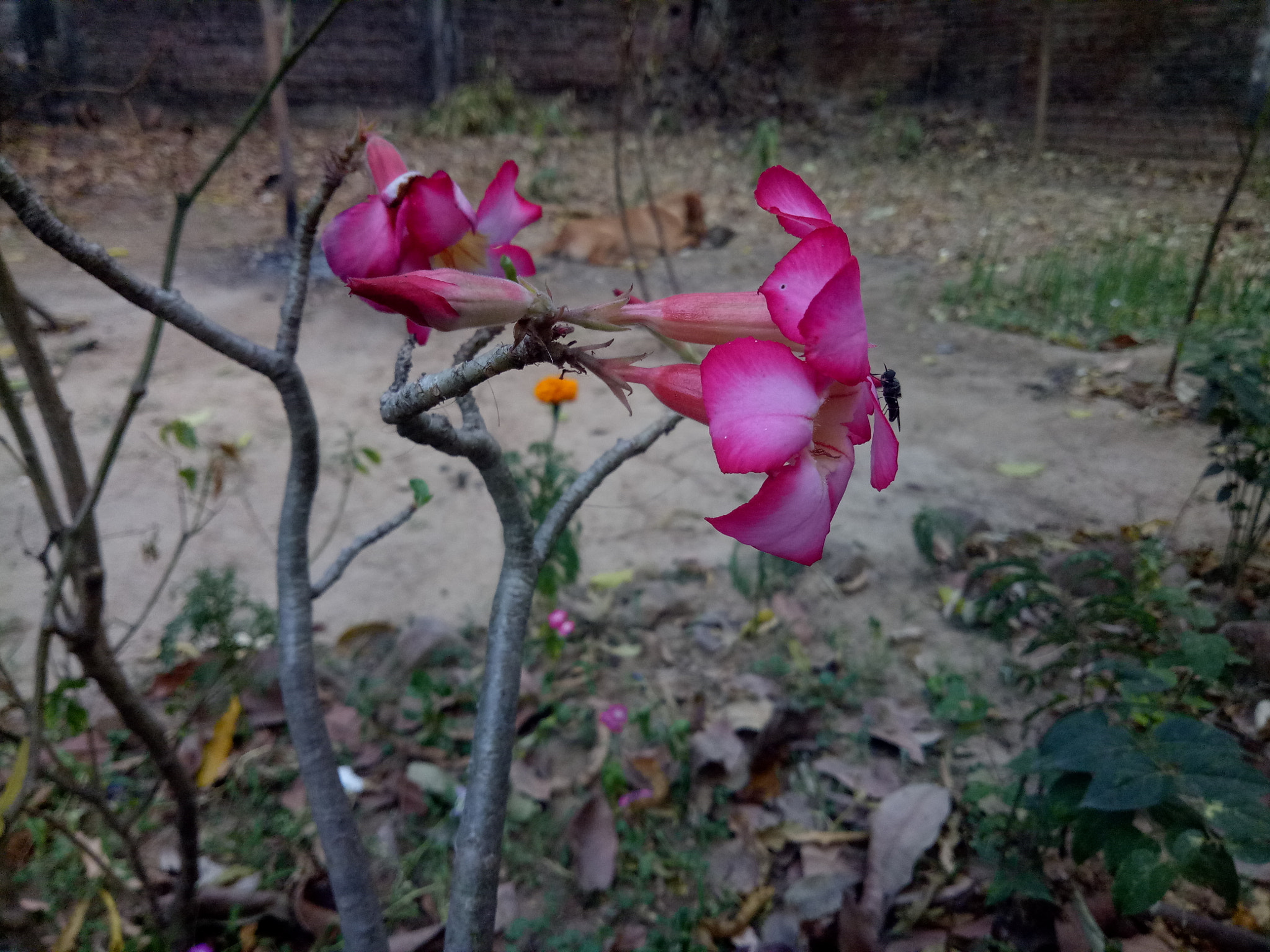 OPPO A1601 sample photo. Fly flower photography