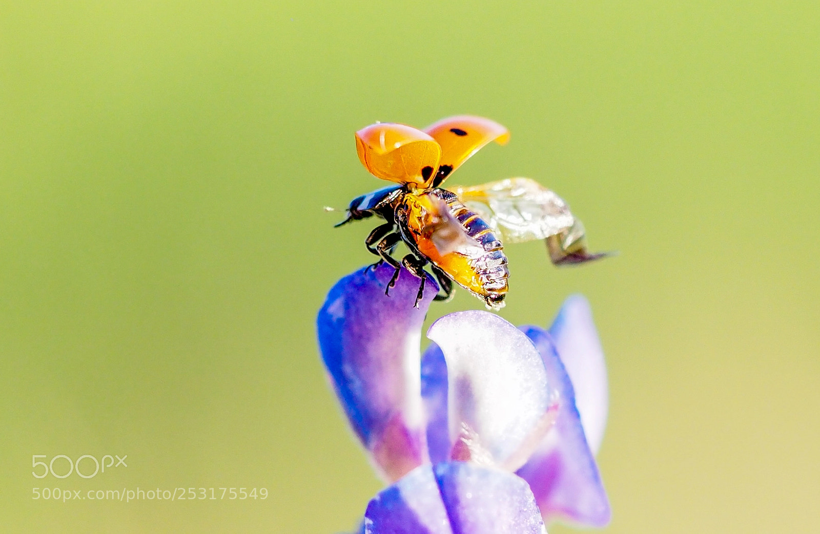 Olympus OM-D E-M1 Mark II sample photo. Ladybug on the bluebonnet photography