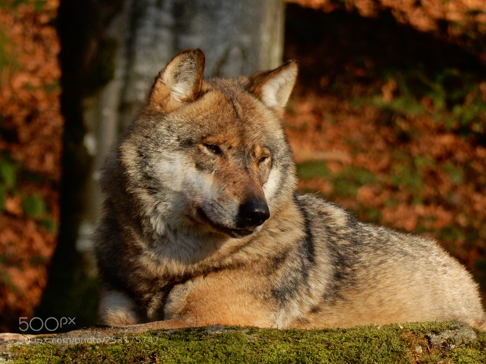 Nikon Coolpix S9900 sample photo. Wolf warming up in photography