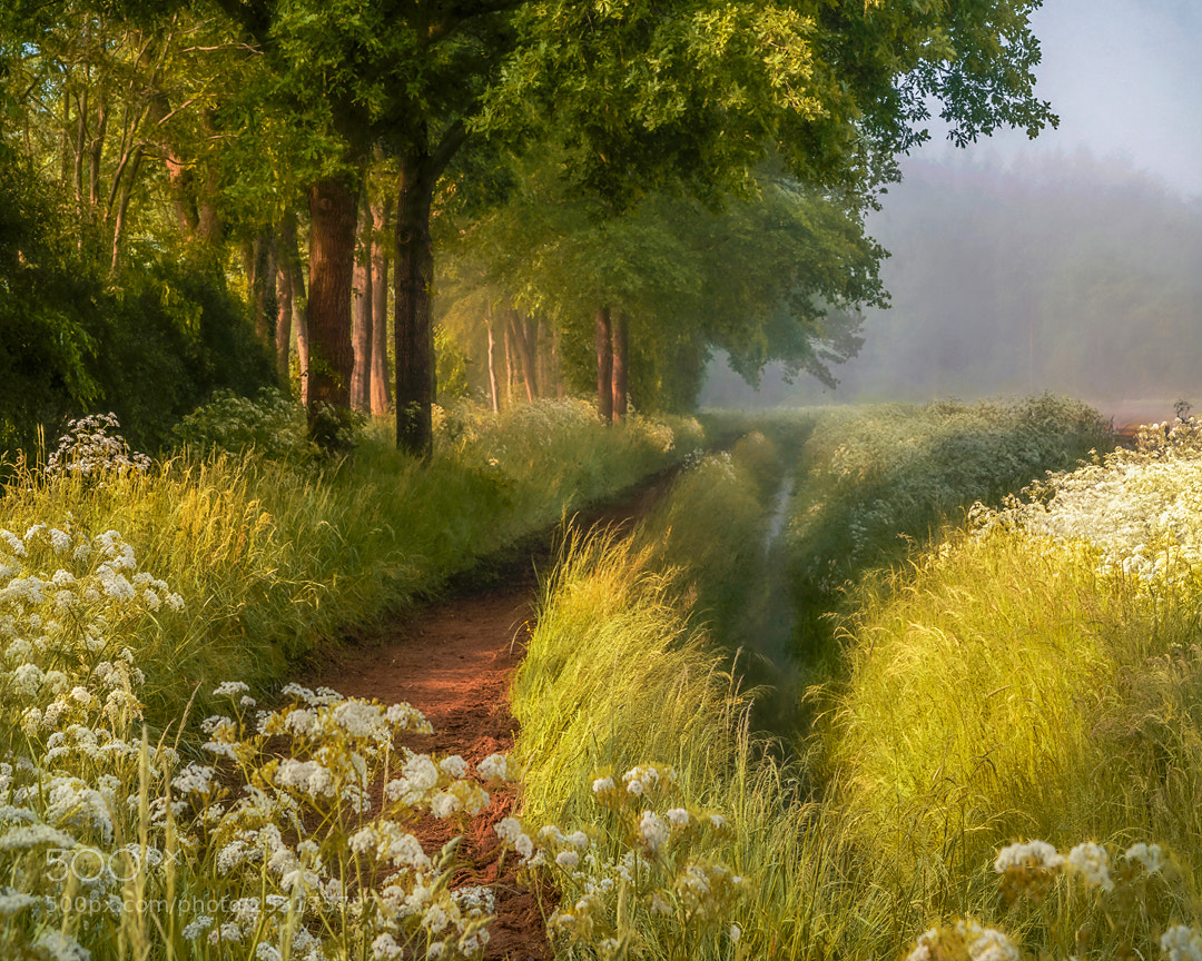 Sony a7R II sample photo. Spring in holland photography