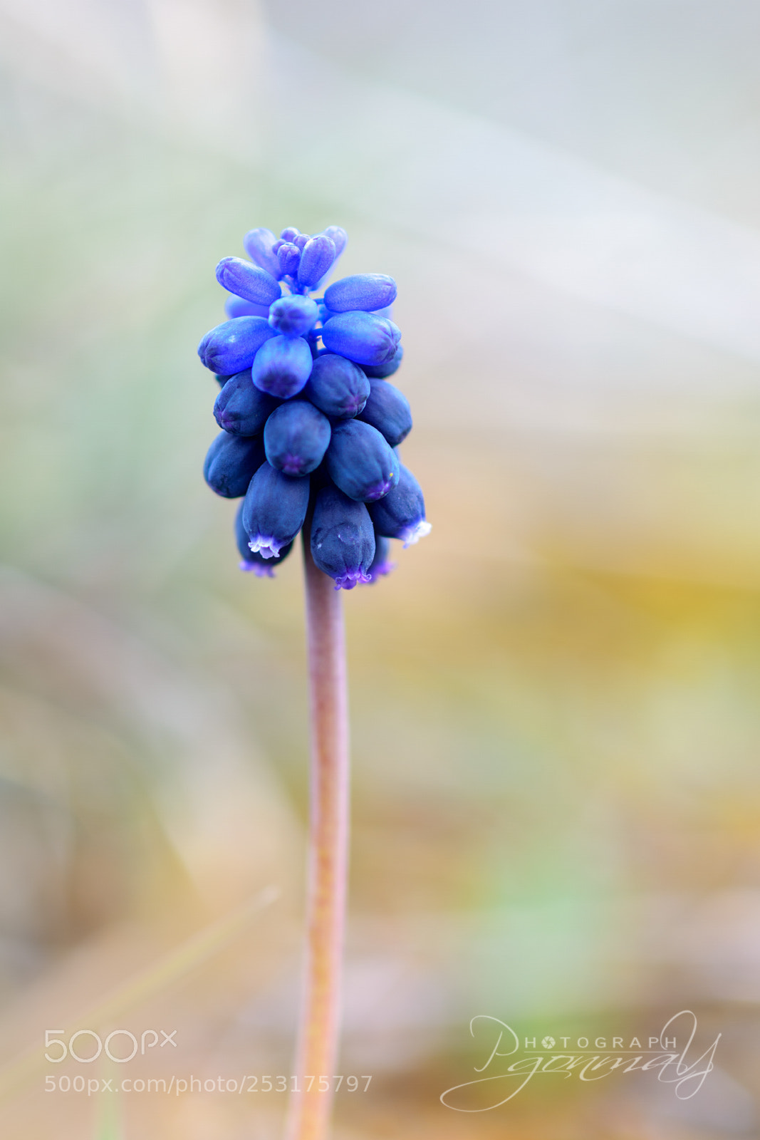 Nikon D7000 sample photo. Muscari neglectum (nazareno) photography