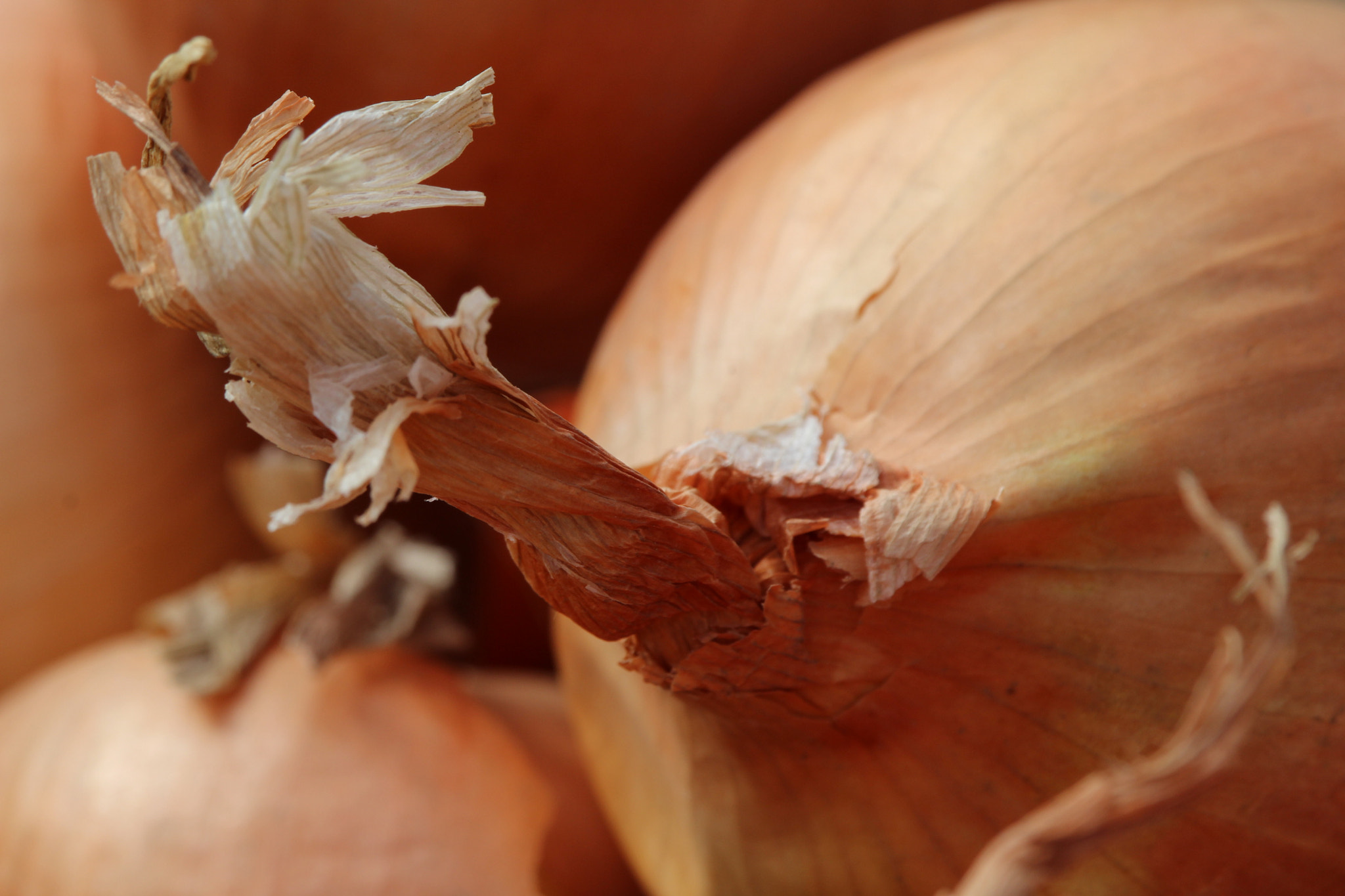 Canon EF-S 55-250mm F4-5.6 IS STM sample photo. Cipolla photography