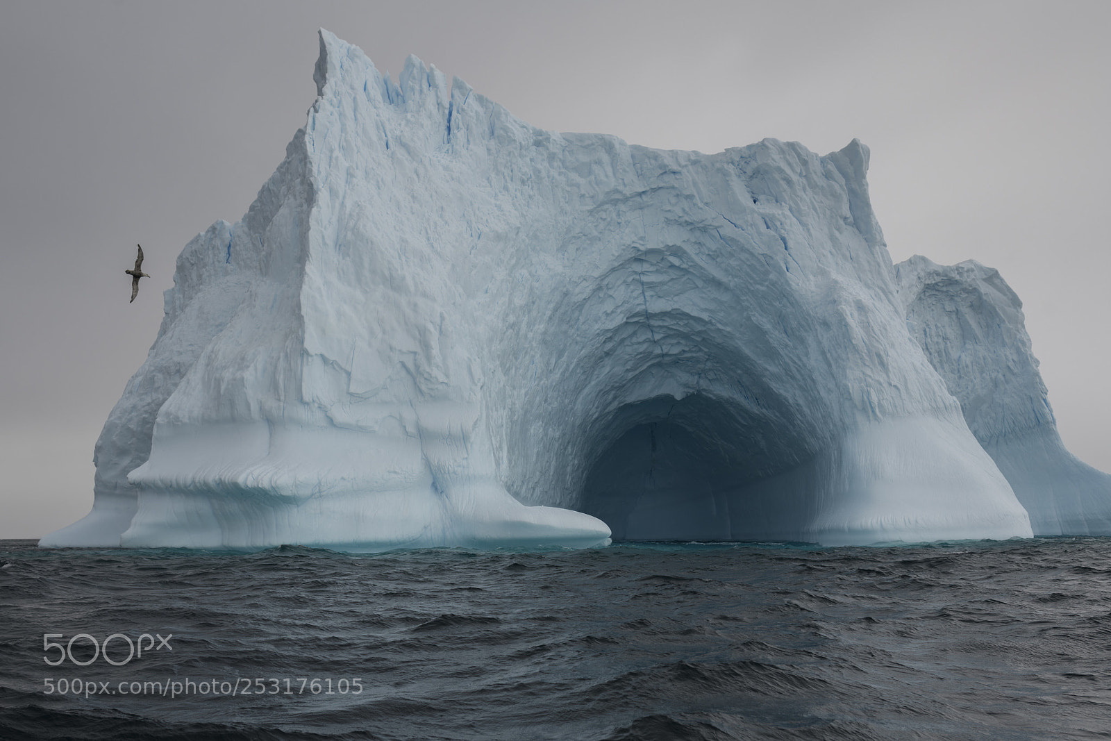 Nikon D850 sample photo. Southern giant petrel and photography
