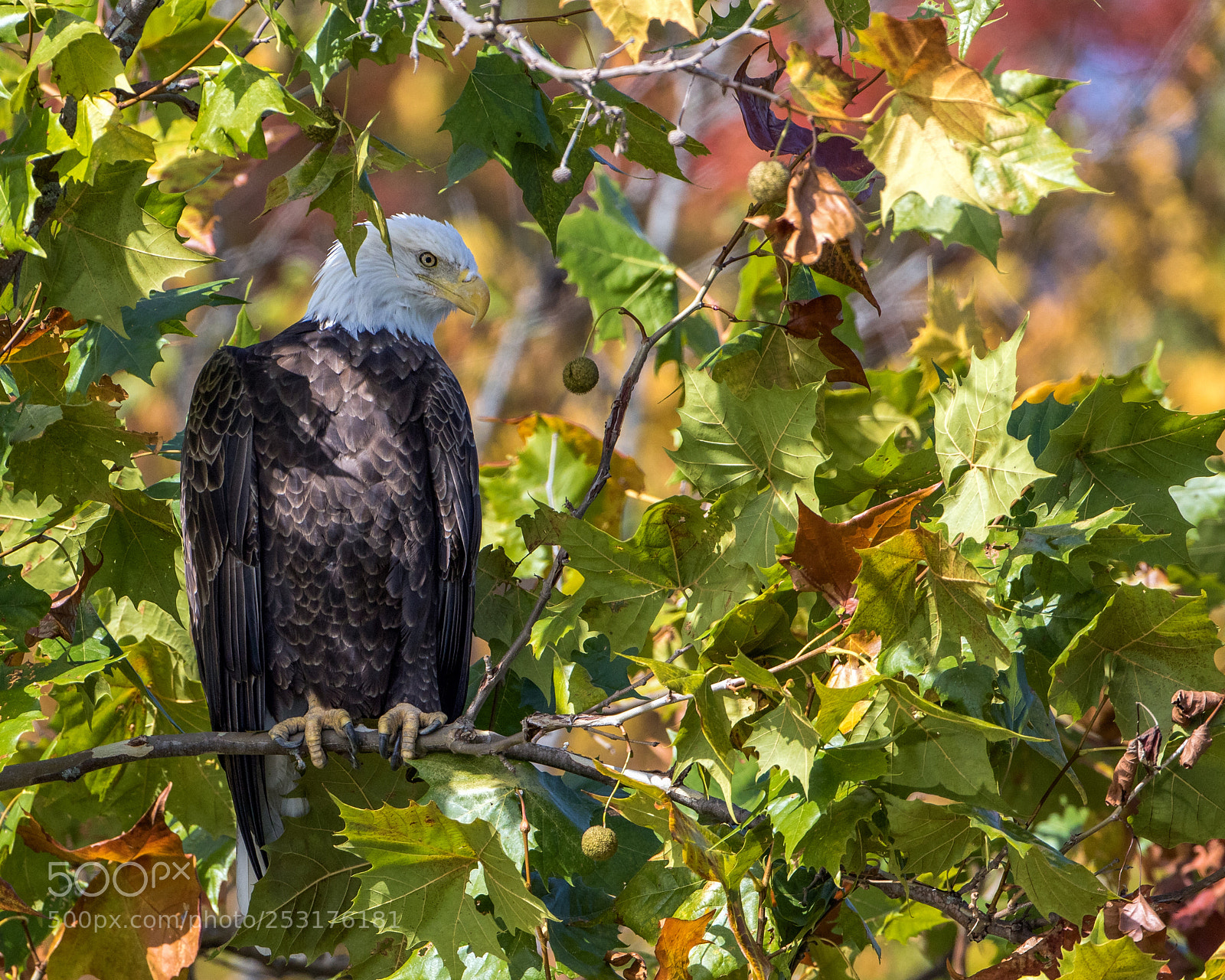 Canon EOS 7D Mark II sample photo. River baldy photography