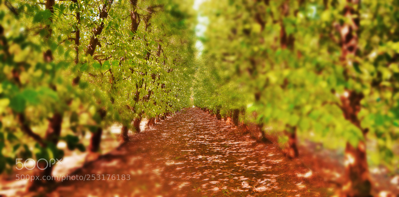 Nikon D7100 sample photo. Apple trees 2 photography