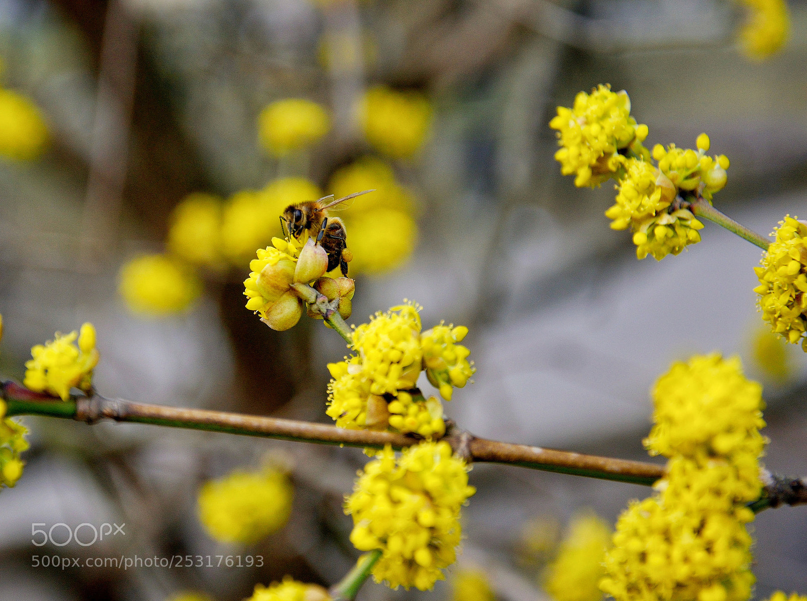 Nikon D3300 sample photo. Bee 2 photography