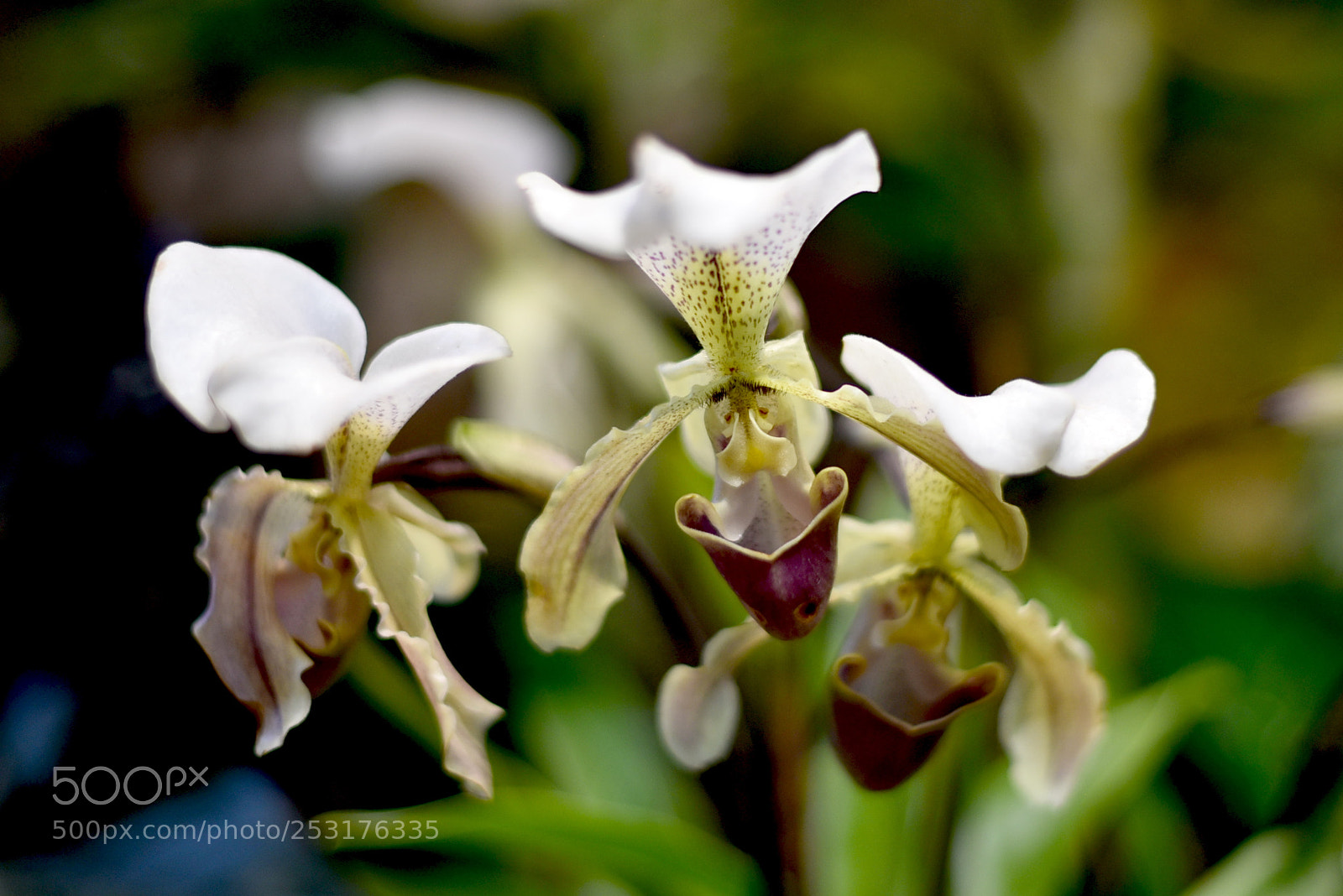 Nikon D750 sample photo. Orchids photography