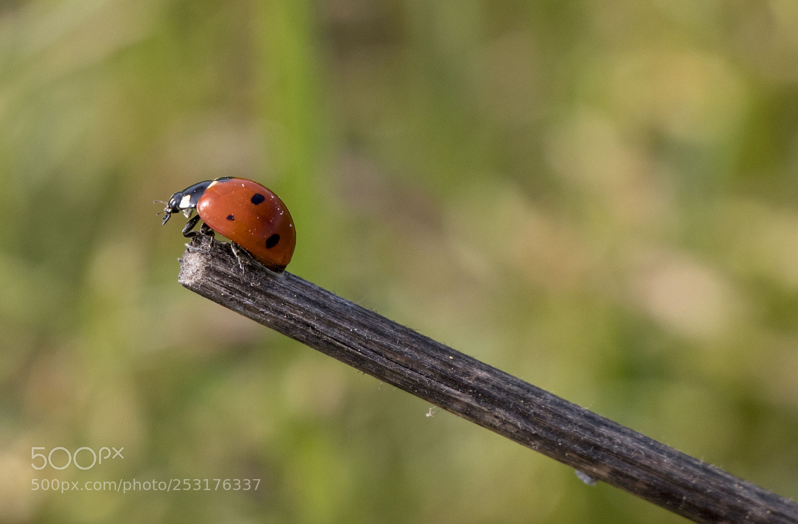 Canon EOS 77D (EOS 9000D / EOS 770D) sample photo. Ladybug photography