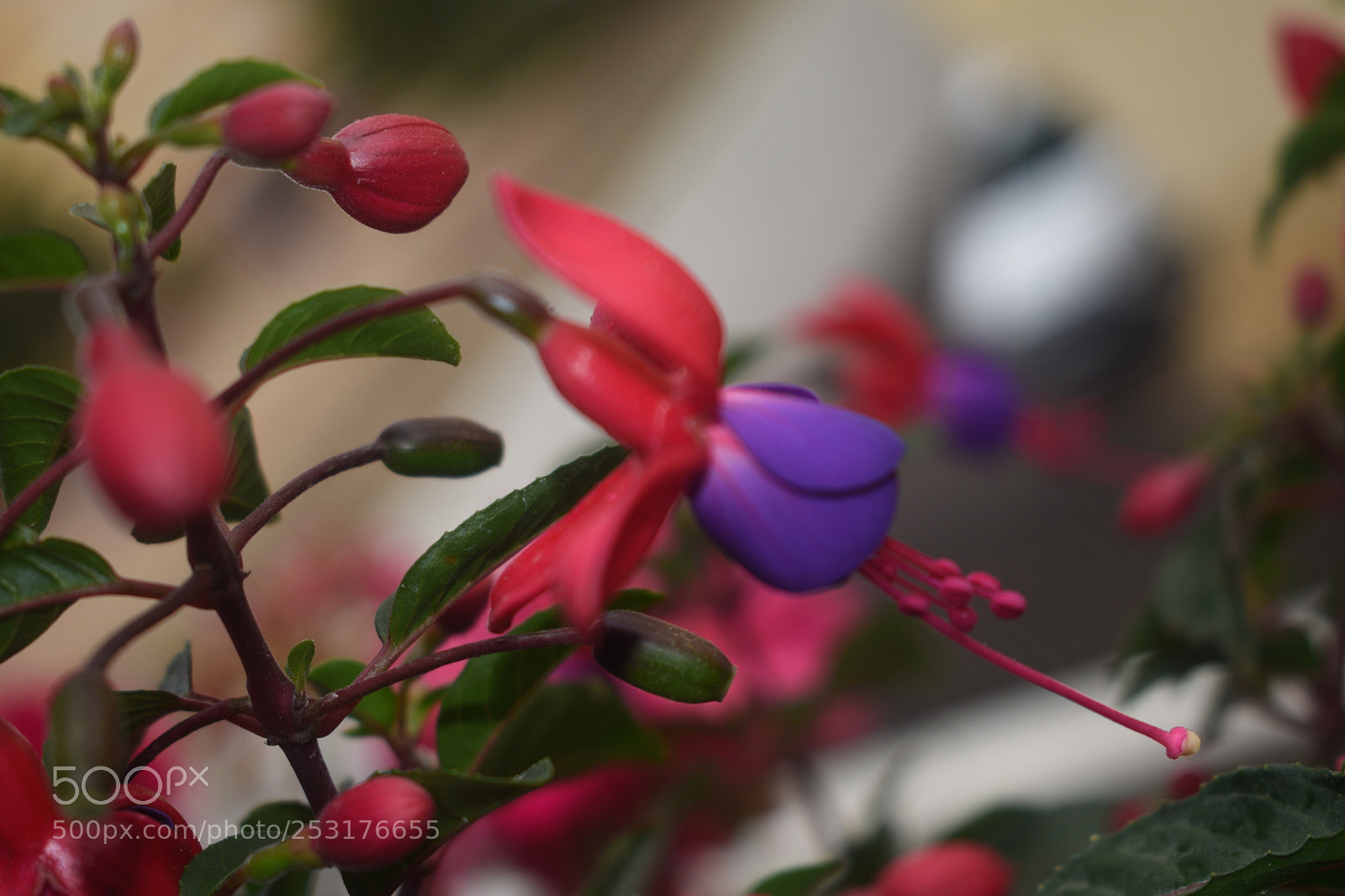Nikon D3400 sample photo. Mi balcon photography