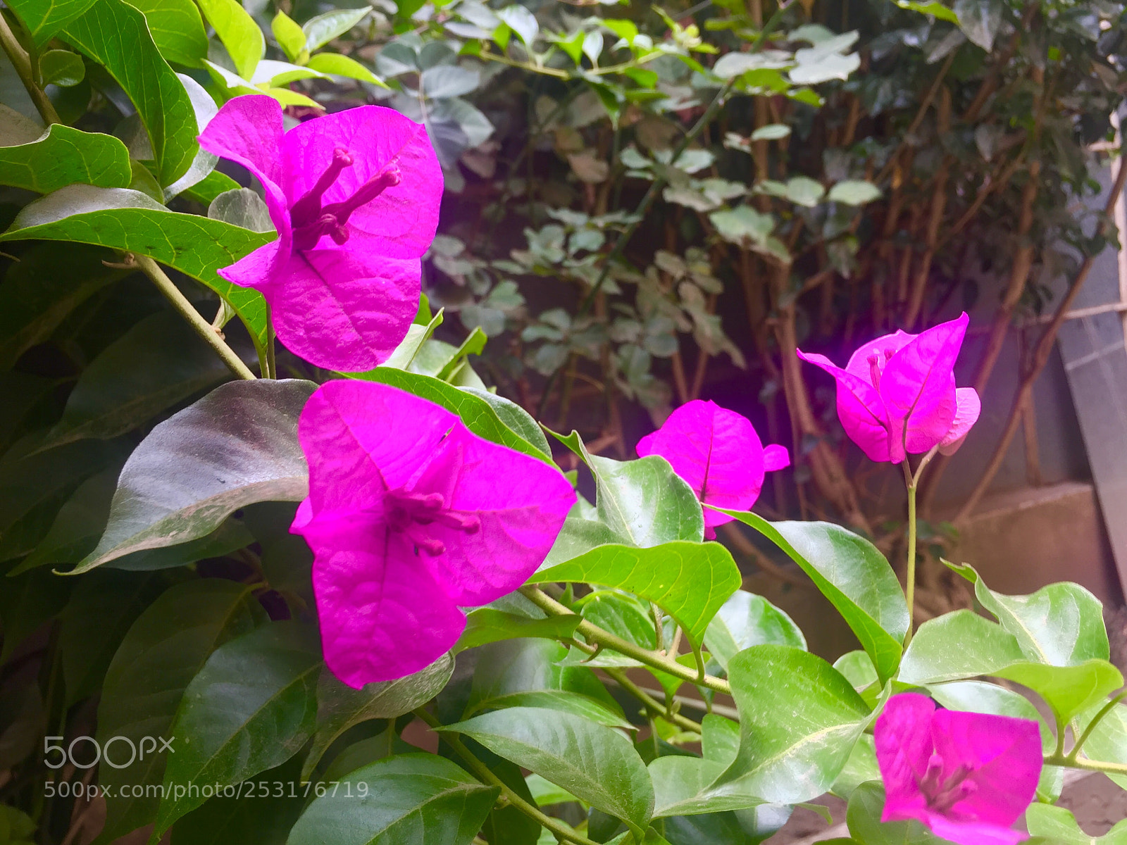 Apple iPhone 6 sample photo. Untitled photography