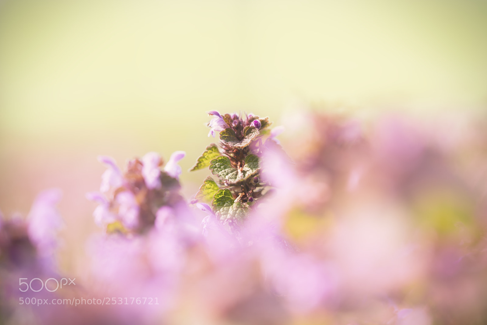 Sony a7R II sample photo. Pinky photography