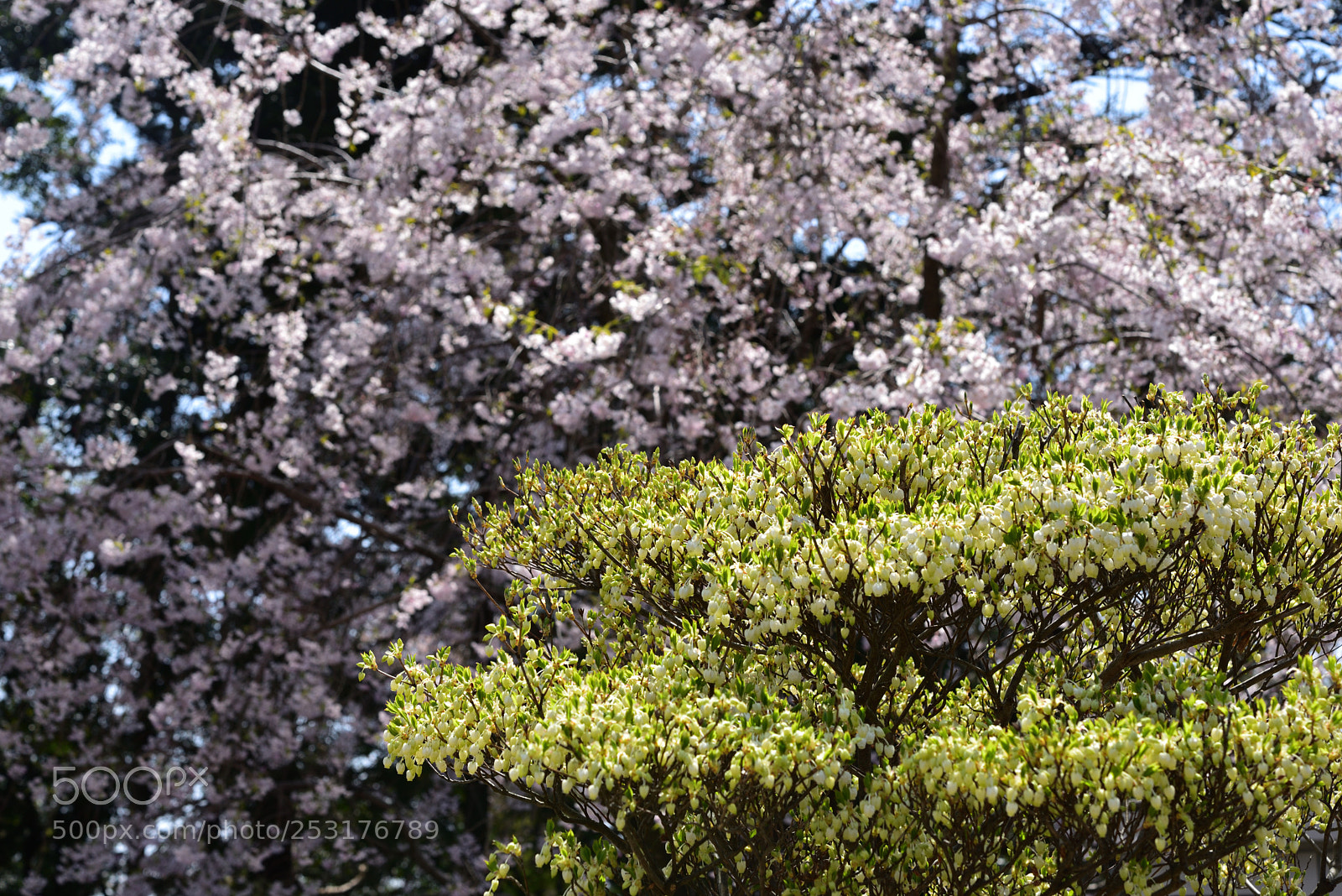 Nikon AF-S Micro-Nikkor 60mm F2.8G ED sample photo. ドウダンツツジと桜 金沢世紀美術館 photography