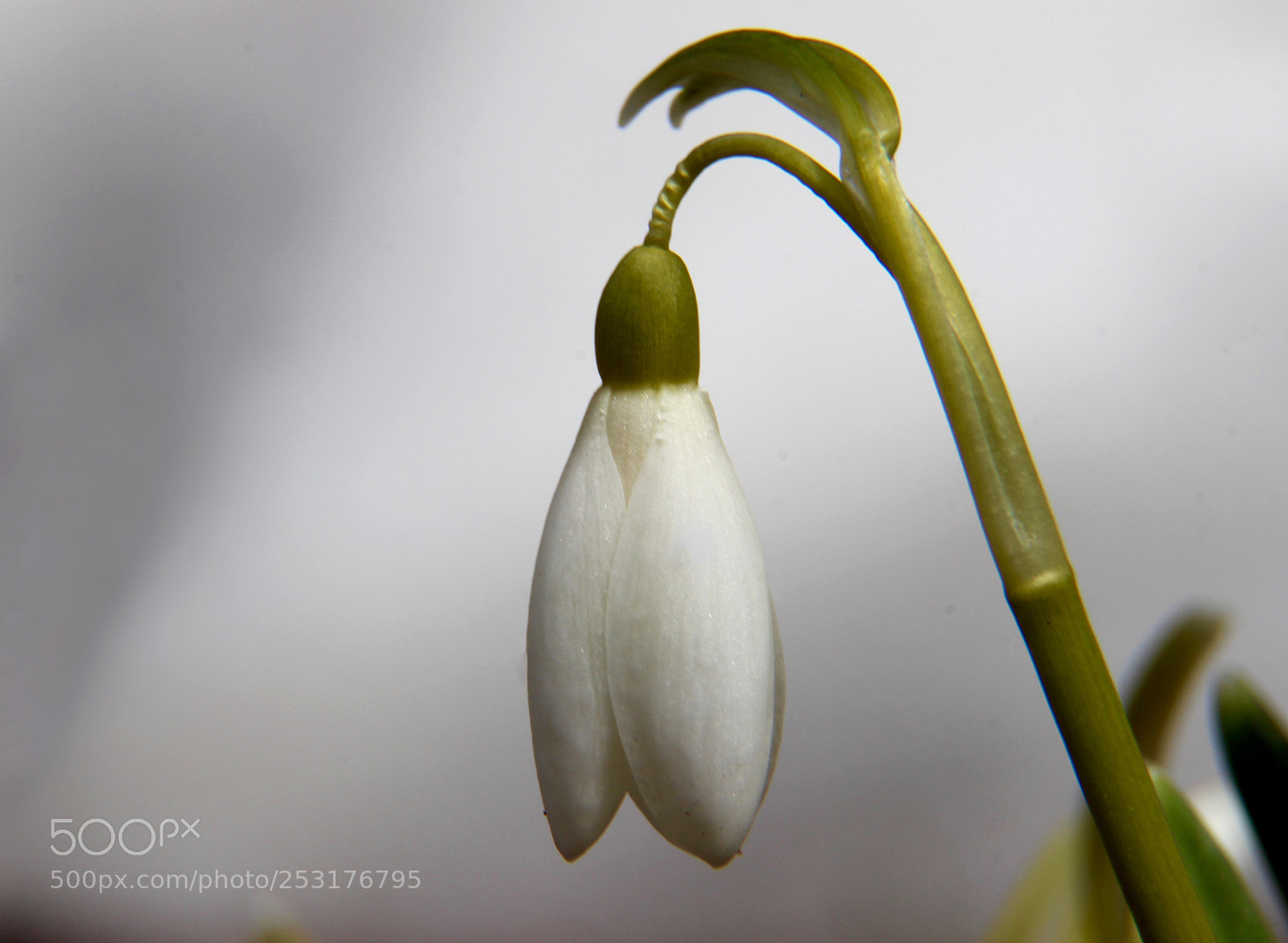 Canon EOS 600D (Rebel EOS T3i / EOS Kiss X5) sample photo. The first snowdrop photography