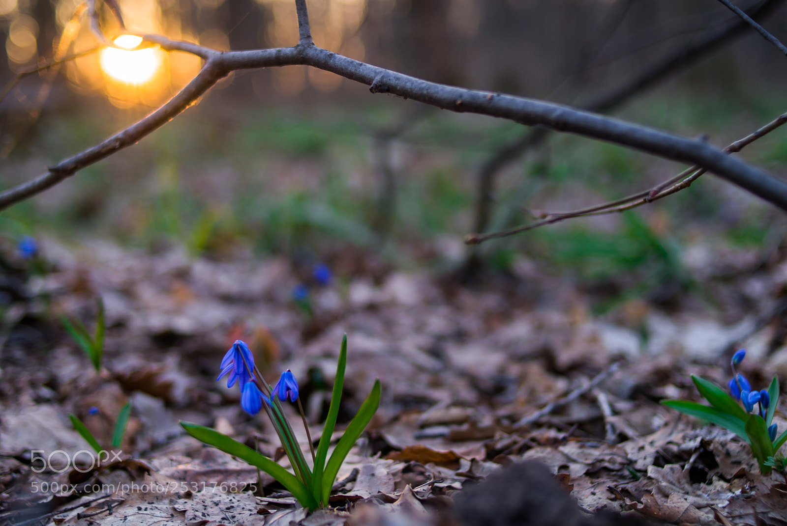 Nikon D200 sample photo. Spring flowering photography