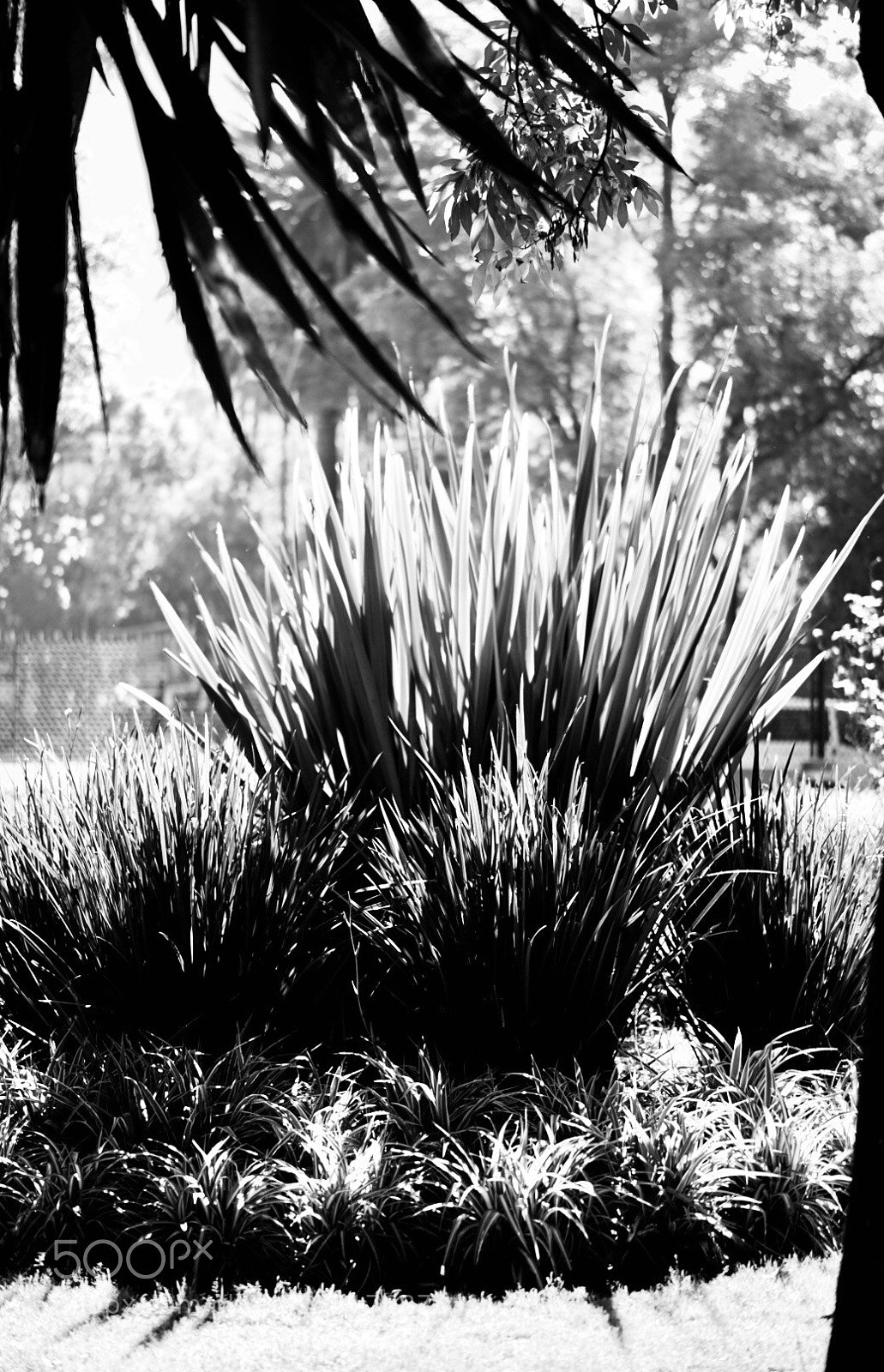 Sony a7 II sample photo. Manchones de luz y photography