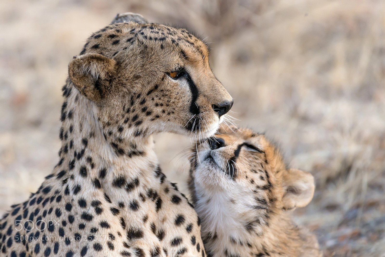 Nikon D800 sample photo. With cubs photography