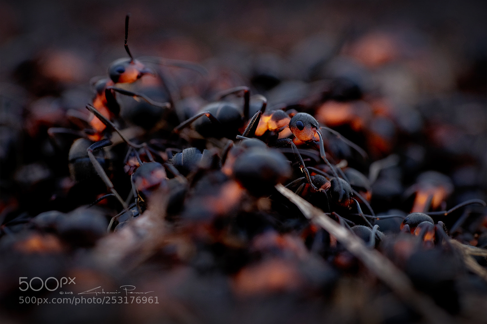 Fujifilm X-T1 sample photo. Illuminating ant photography