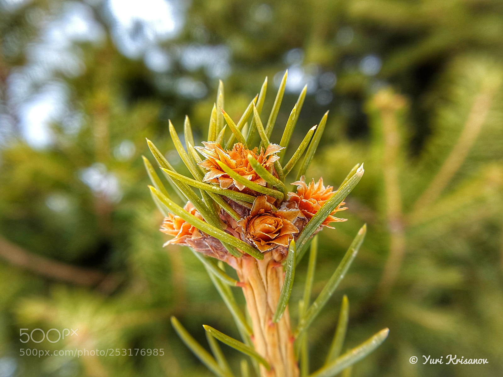 Samsung Galaxy Alpha sample photo. Spring, young buds on photography