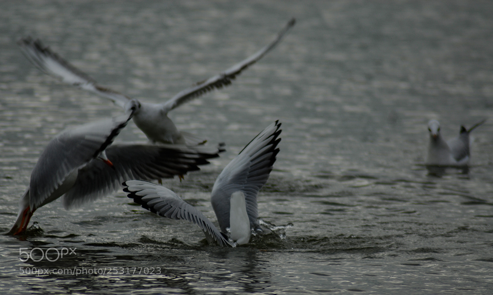 Nikon D200 sample photo. Seagull fight club photography