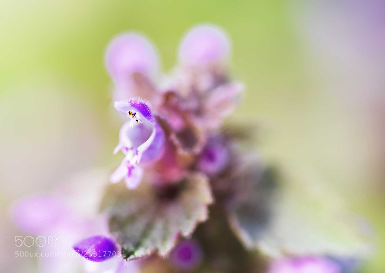 Sony a7R II sample photo. Small pink chalice photography