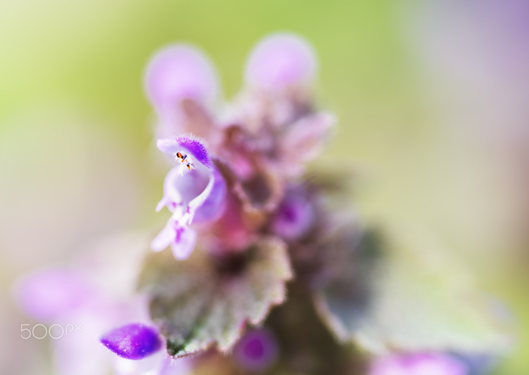 Small Pink Chalice