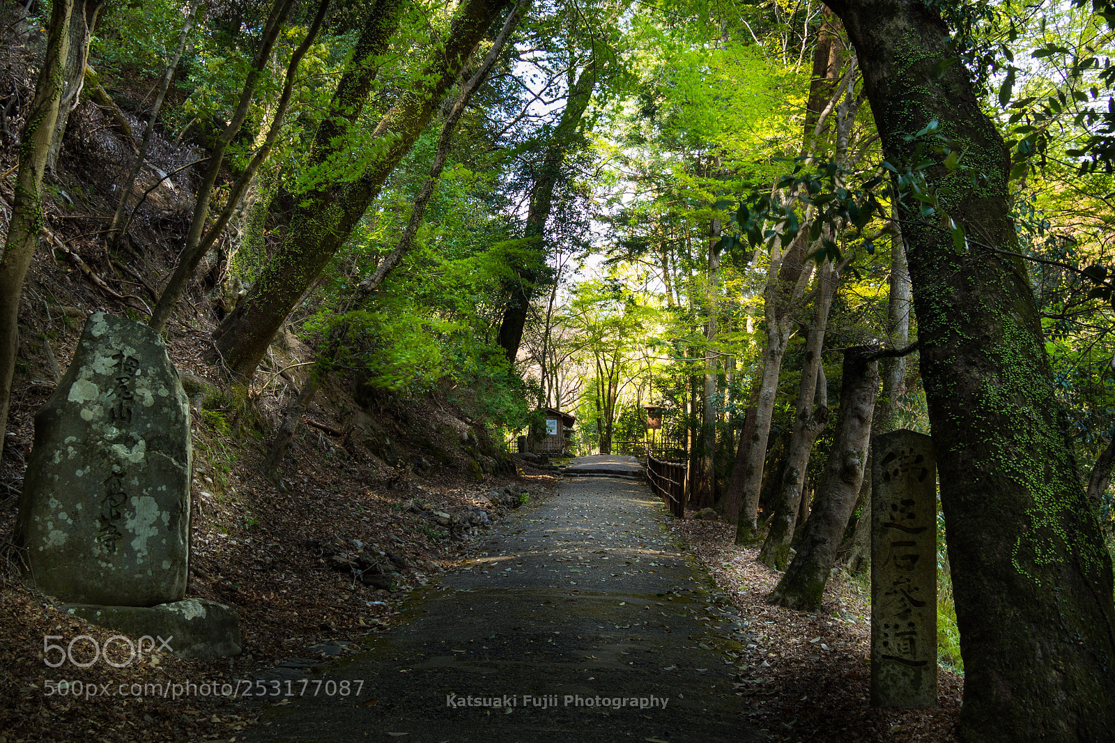 Olympus OM-D E-M10 sample photo. Fresh green photography