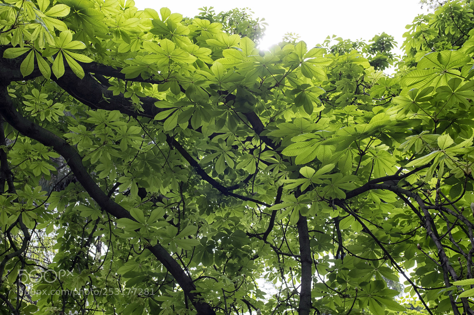 Fujifilm X-T2 sample photo. So fresh dscf0777-2.jpg photography