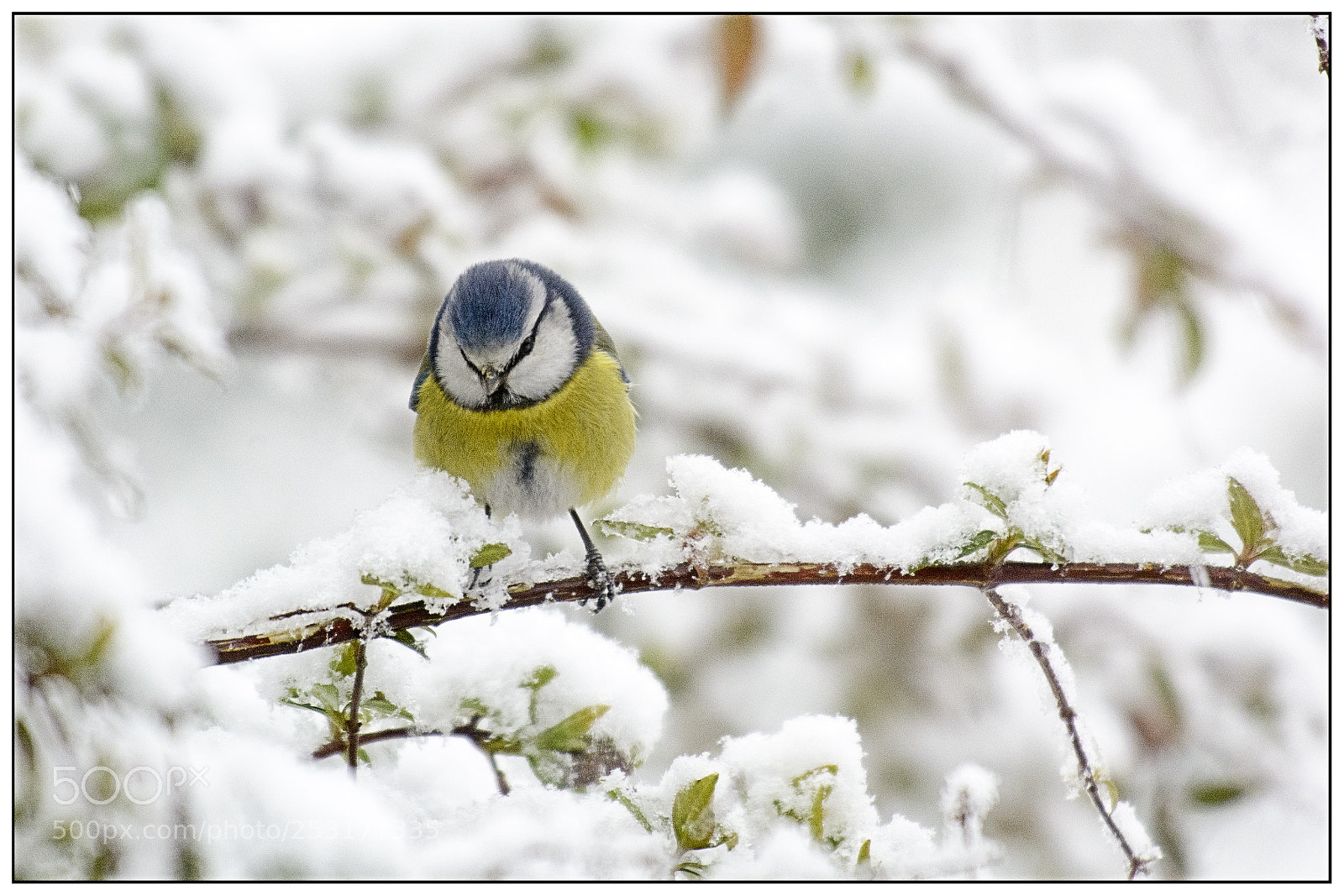 Nikon D7100 sample photo. Neigesange photography