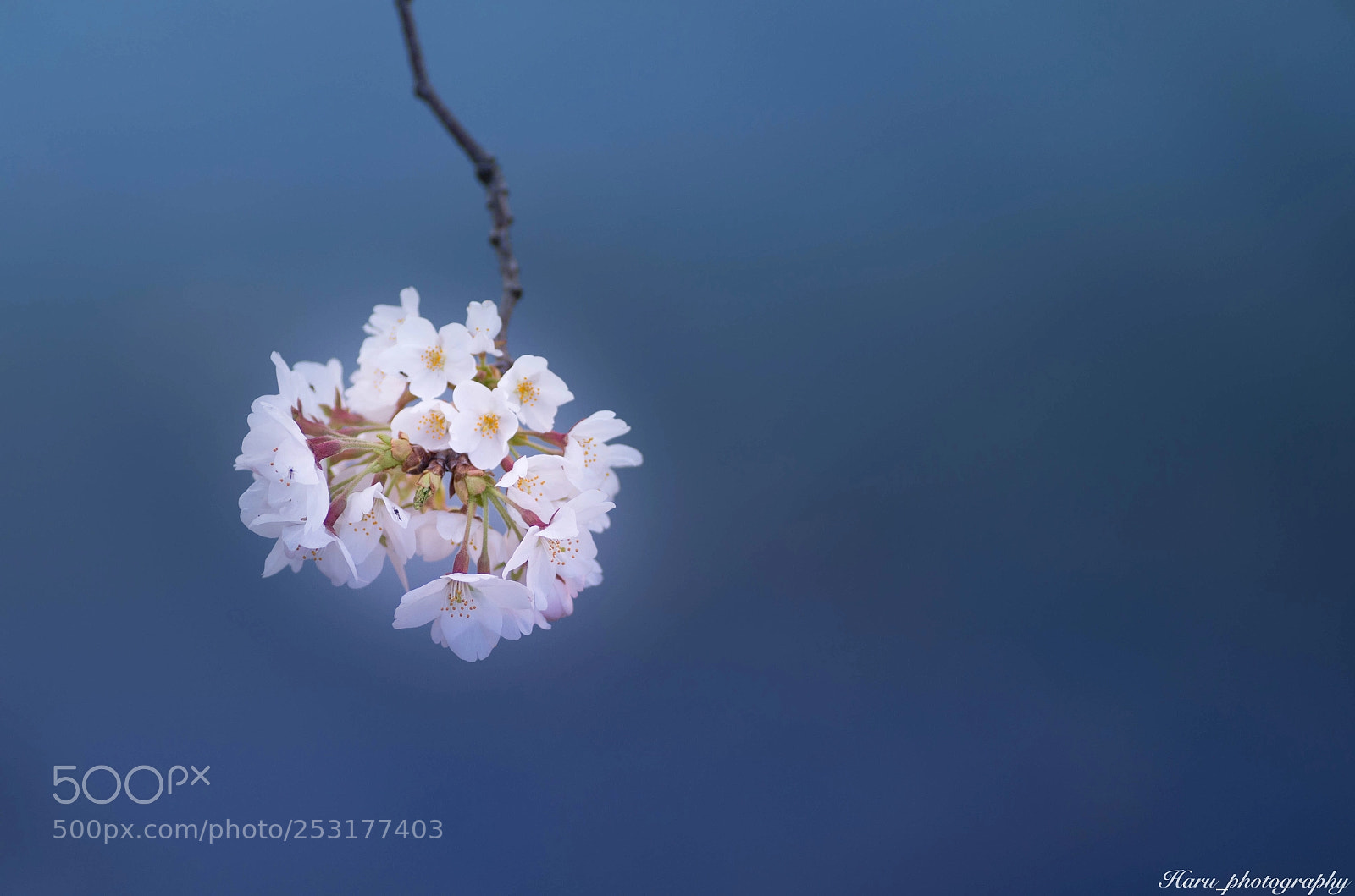 Pentax K-50 sample photo. Untitled photography