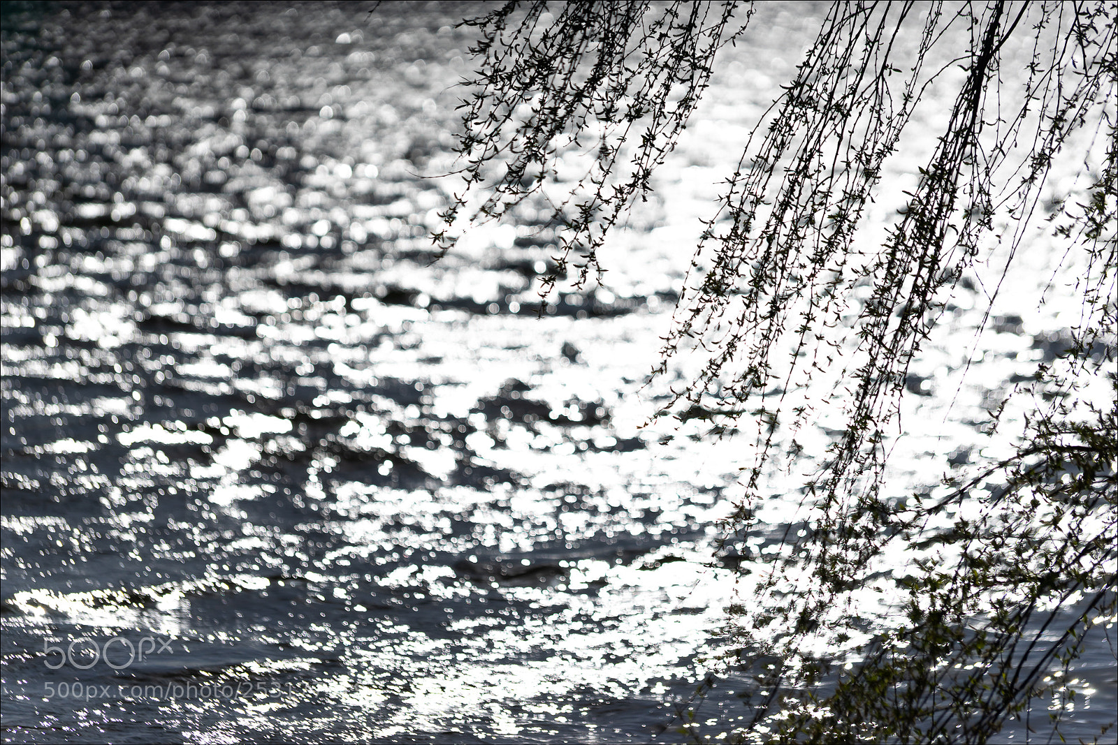 Sony a7 sample photo. The sounds of spring photography