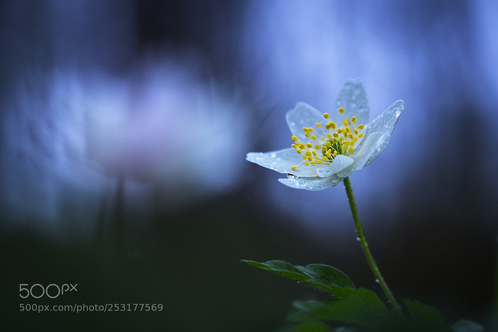 Olympus OM-D E-M1 sample photo. Wood anemone photography