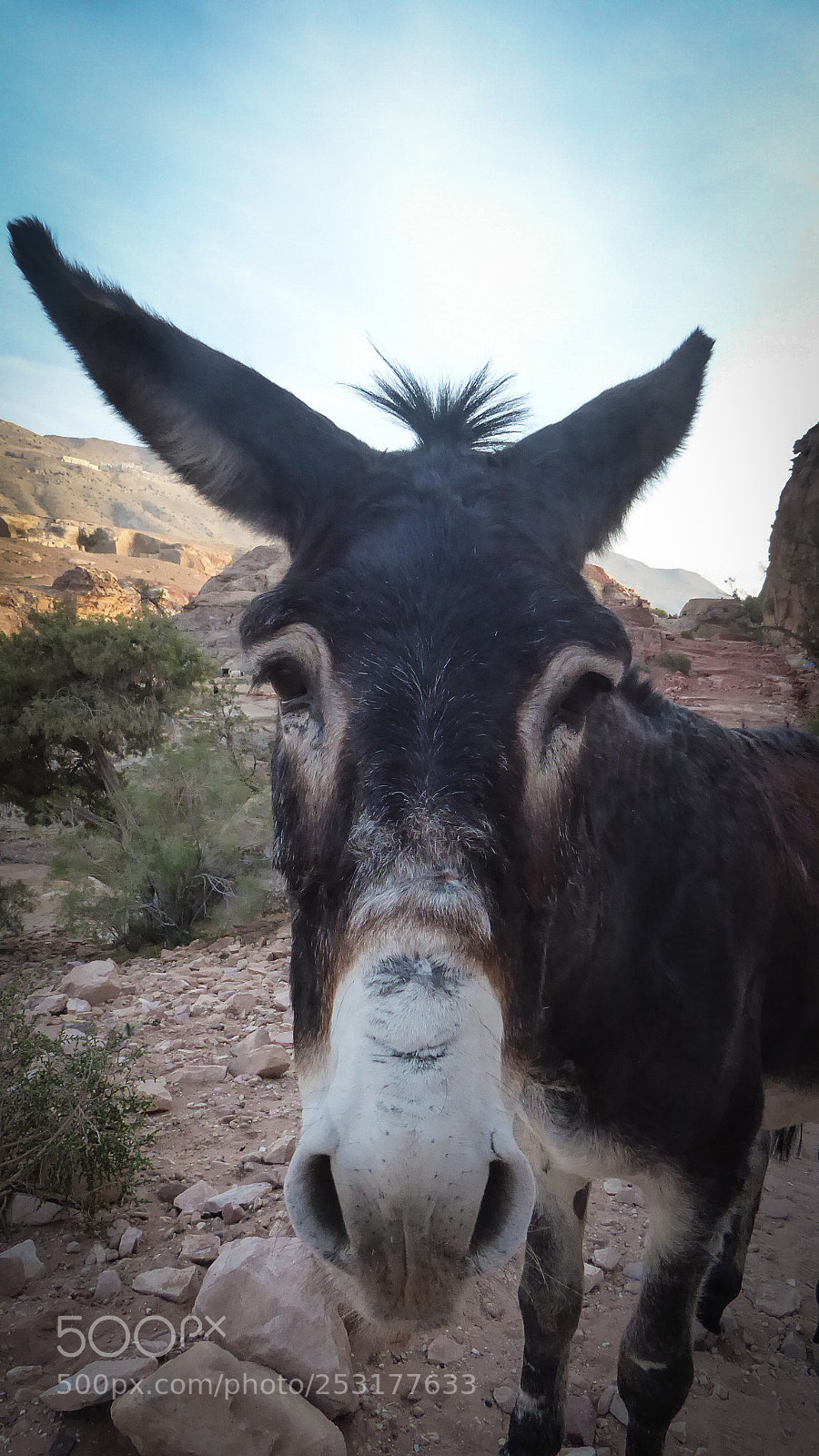 Panasonic Lumix DMC-ZS50 (Lumix DMC-TZ70) sample photo. Petra photography