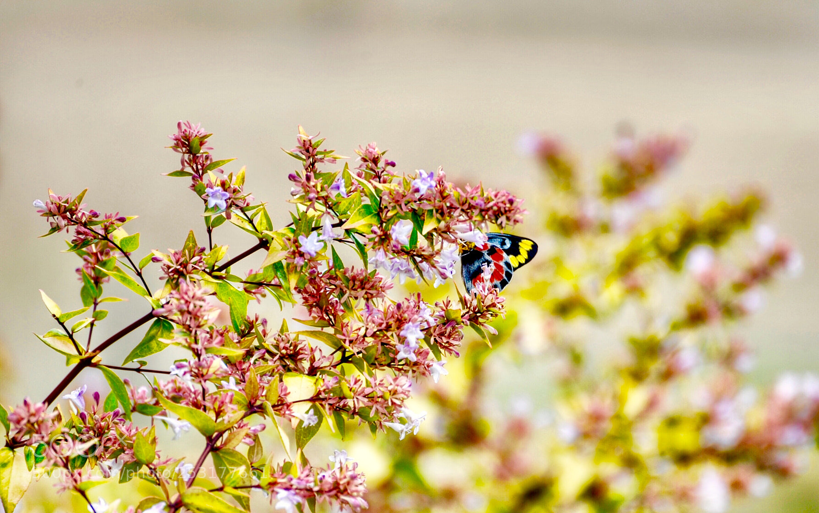 Nikon D700 sample photo. 《蝶恋花》 photography