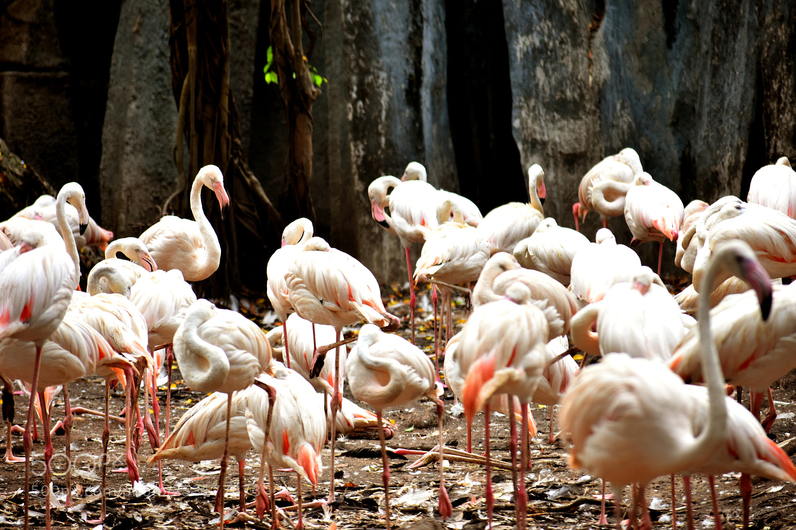 Nikon D3400 sample photo. Birds photography
