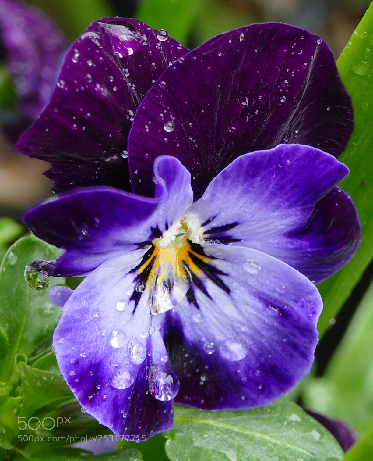 Panasonic Lumix DMC-FZ1000 sample photo. Flowers on a rainy photography