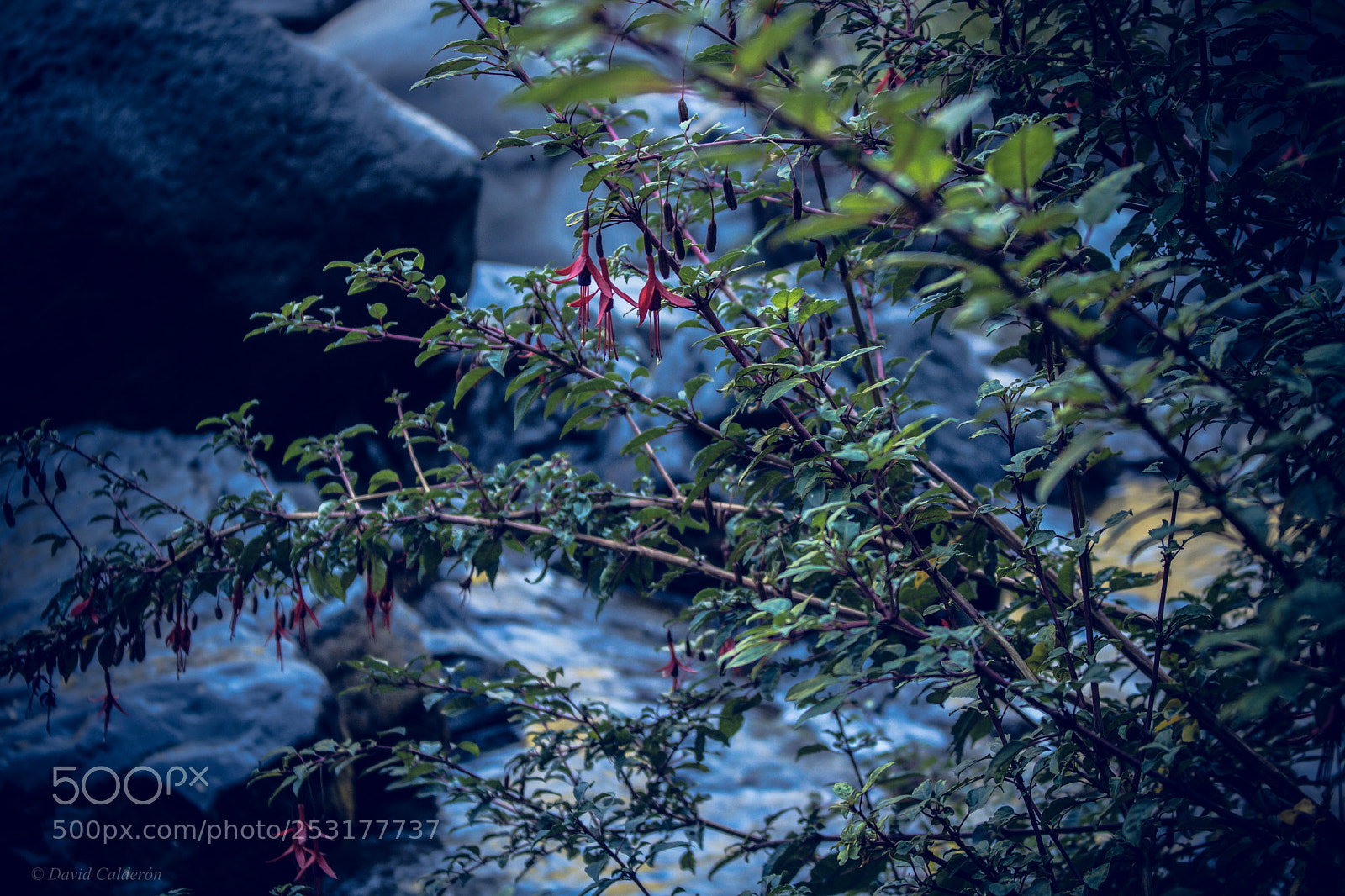 Canon EOS 750D (EOS Rebel T6i / EOS Kiss X8i) sample photo. Chircos en el rio photography