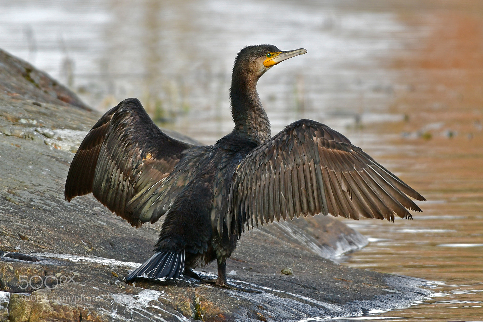 Nikon D500 sample photo. Cormorant photography