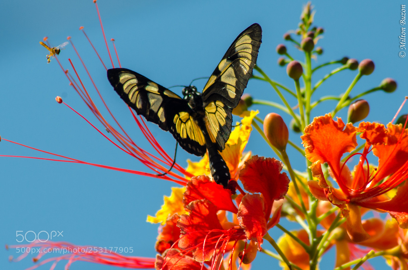 Nikon D7000 sample photo. The beauty of winged photography